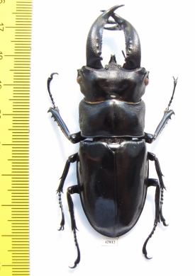 Hexarthrius rhinoceros  Indonesia, Java  70mm - INSECTS-STORE.RU