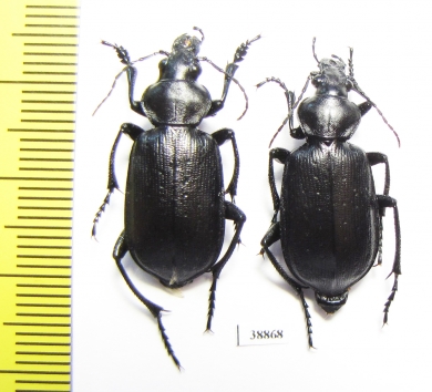 Calosoma maderae dsungaricum, pair  Russia, Astrakhan reg. - INSECTS-STORE.RU