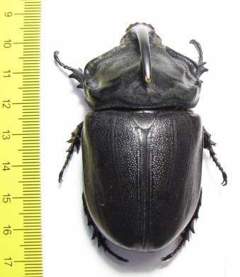Oryctes gigas, male  Madagascar  69mm - INSECTS-STORE.RU