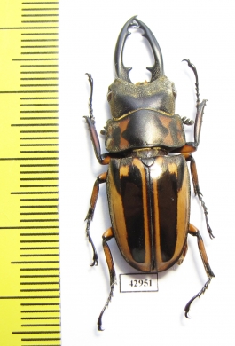 Prosopocoilus zebra nobuyukii  Indonesia, Java 39mm - INSECTS-STORE.RU