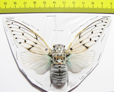 Ayuthia spectabilis  Malaysia - INSECTS-STORE.RU