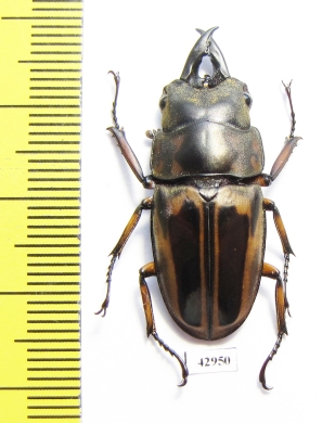 Prosopocoilus zebra nobuyukii  Indonesia, Java 34mm - INSECTS-STORE.RU