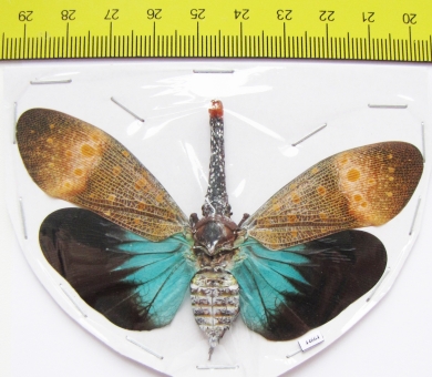 Pyrops pyrorhynchus  Malaysia - INSECTS-STORE.RU