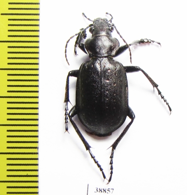 Calosoma investigator, male  Russia, Astrakhan reg. - INSECTS-STORE.RU
