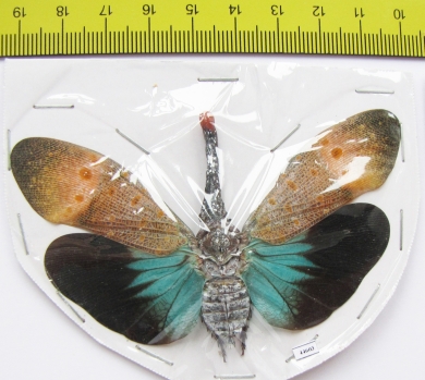 Pyrops pyrorhynchus  Malaysia - INSECTS-STORE.RU