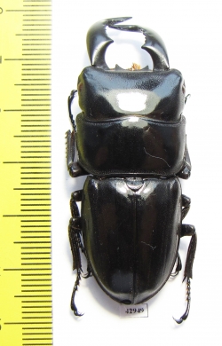 Dorcus sp.  Indonesia, Sumatra 54mm - INSECTS-STORE.RU