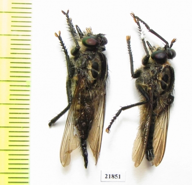 Asilidae sp.  Madagascar - INSECTS-STORE.RU