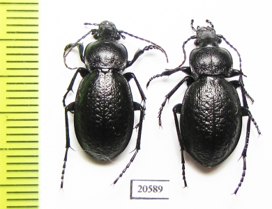 Carabus (Scambocarabus) kruberi, pair  Russia, Krasnoyarsk reg. - INSECTS-STORE.RU