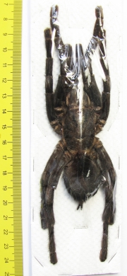 Cyriopagopus sp.  Thailand  70mm - INSECTS-STORE.RU