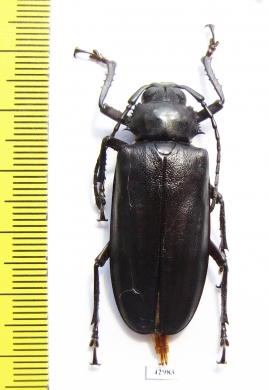 Rhaphipodus bonni  Indonesia, Java 41mm - INSECTS-STORE.RU