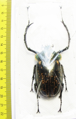 Cheirotonus perakanus, male  Malaysia  58mm - INSECTS-STORE.RU