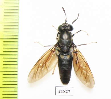 Diptera sp.  Laos - INSECTS-STORE.RU