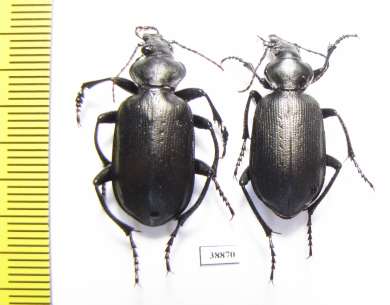 Calosoma maderae dsungaricum, pair  Russia, Astrakhan reg. - INSECTS-STORE.RU