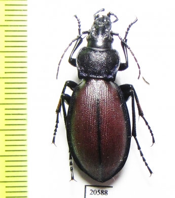 Carabus (Pachycranion) sajanus  Russia, Krasnoyarsk reg. - INSECTS-STORE.RU