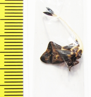 Membracidae, Gigantorhobdus enderleine  Malaysia - INSECTS-STORE.RU