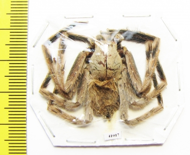 Arachnida sp.  Malaysia - INSECTS-STORE.RU