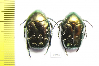 Protaetia cuprina  Russia, Astrakhan reg. - INSECTS-STORE.RU