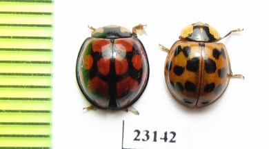 Coccinellidae sp.  South Africa Rep. - INSECTS-STORE.RU