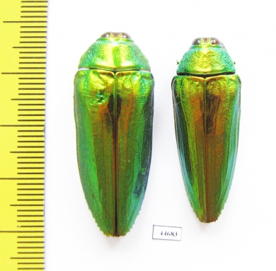 Callopistus castelnaudi, pair  Malaysia - INSECTS-STORE.RU