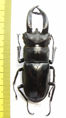 Hexarthrius buqueti  Indonesia, Java 71mm - INSECTS-STORE.RU