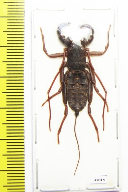 Thelyphonida sp.  Indonesia, Buru isl. - INSECTS-STORE.RU