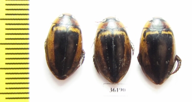 Dytiscidae sp.  Thailand - INSECTS-STORE.RU