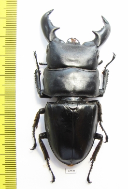 Dorcus titanus yasuokai  Indonesia, Sumatra  80mm - INSECTS-STORE.RU