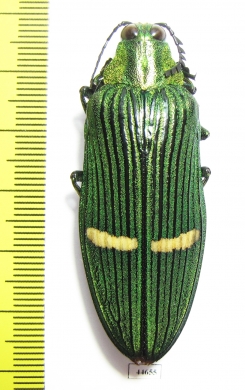 Catoxantha opulenta  Malaysia - INSECTS-STORE.RU