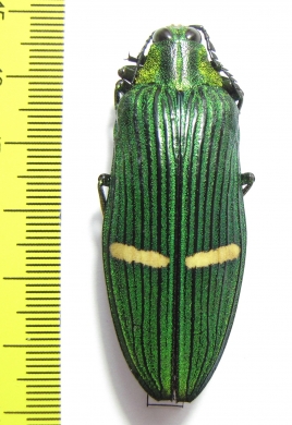 Catoxantha opulenta  Malaysia - INSECTS-STORE.RU
