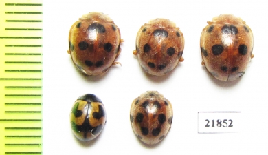 Coccinellidae sp.  Indonesia, Sumatra - INSECTS-STORE.RU
