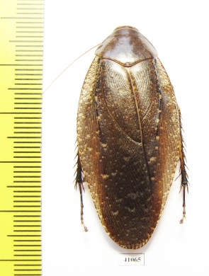 Blattodea sp.  Malaysia - INSECTS-STORE.RU