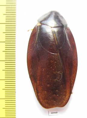 Blattodea sp.  Malaysia - INSECTS-STORE.RU