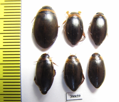 Dytiscidae sp.  Russia, Astrakhan reg. - INSECTS-STORE.RU