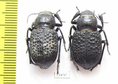 Trigonoscelis nodosa schrenkii  Kazakhstan - INSECTS-STORE.RU