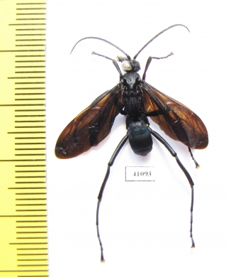 Hymenoptera sp.  Indonesia, Kalimantan - INSECTS-STORE.RU