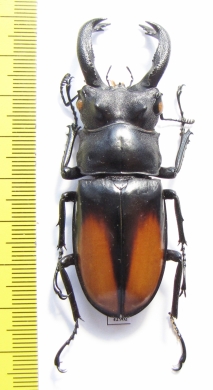 Hexarthrius parryi paradoxus  Indonesia, Sumatra 71mm - INSECTS-STORE.RU
