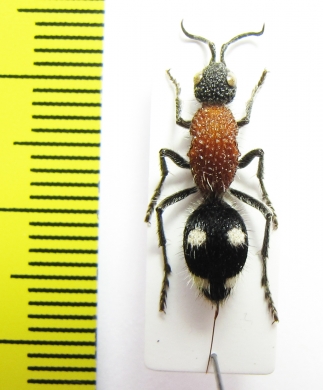 Mutillidae sp.  Namibia - INSECTS-STORE.RU