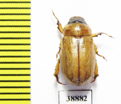 Adoretus nigrifrons  Russia, Astrakhan reg. - INSECTS-STORE.RU