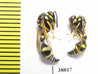 Hymenoptera sp.  Russia, Astrakhan reg. - INSECTS-STORE.RU