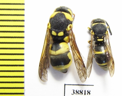 Hymenoptera sp.  Russia, Astrakhan reg. - INSECTS-STORE.RU