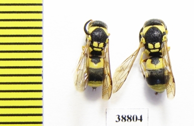 Hymenoptera sp.  Russia, Astrakhan reg. - INSECTS-STORE.RU