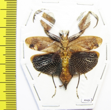 Hestiasula sp.  Malaysia - INSECTS-STORE.RU