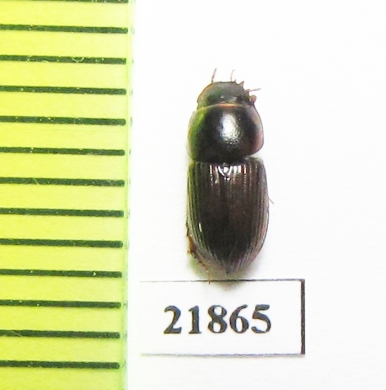 Aphodius sp.  Indonesia, Sumatra - INSECTS-STORE.RU