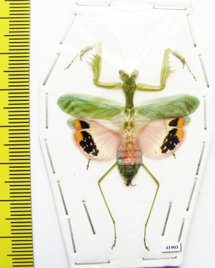 Caliris elegans  Malaysia - INSECTS-STORE.RU