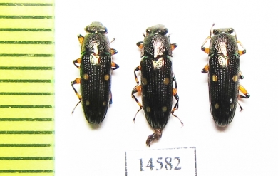 Helotidae sp.  Vietnam - INSECTS-STORE.RU