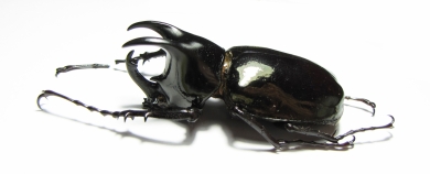 Chalcosoma moellenkampi  Malaysia, Borneo 67mm - INSECTS-STORE.RU