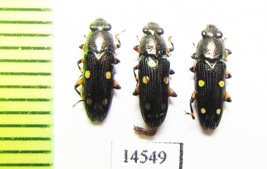 Helotidae sp.  Vietnam - INSECTS-STORE.RU