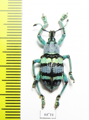 Eupholus mimikanus  Indonesia, Papua - INSECTS-STORE.RU