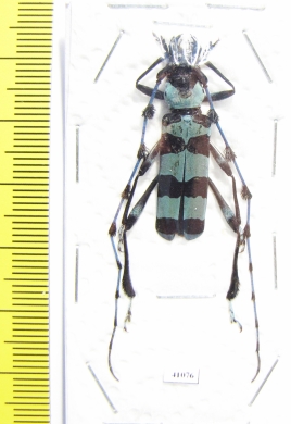 Rosalia lameerei  Thailand - INSECTS-STORE.RU