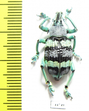 Eupholus mimikanus  Indonesia, Papua - INSECTS-STORE.RU